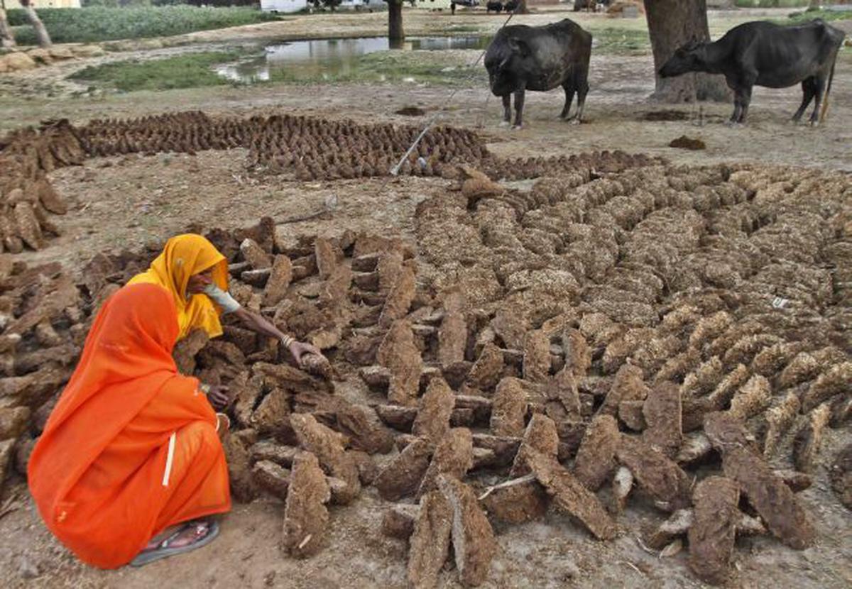 Irradiation Makes Cow Dung Bio Fertilizer Safer The Hindu